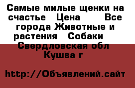 Самые милые щенки на счастье › Цена ­ 1 - Все города Животные и растения » Собаки   . Свердловская обл.,Кушва г.